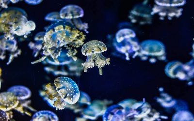 Puntura di medusa? Cosa fare in questi casi