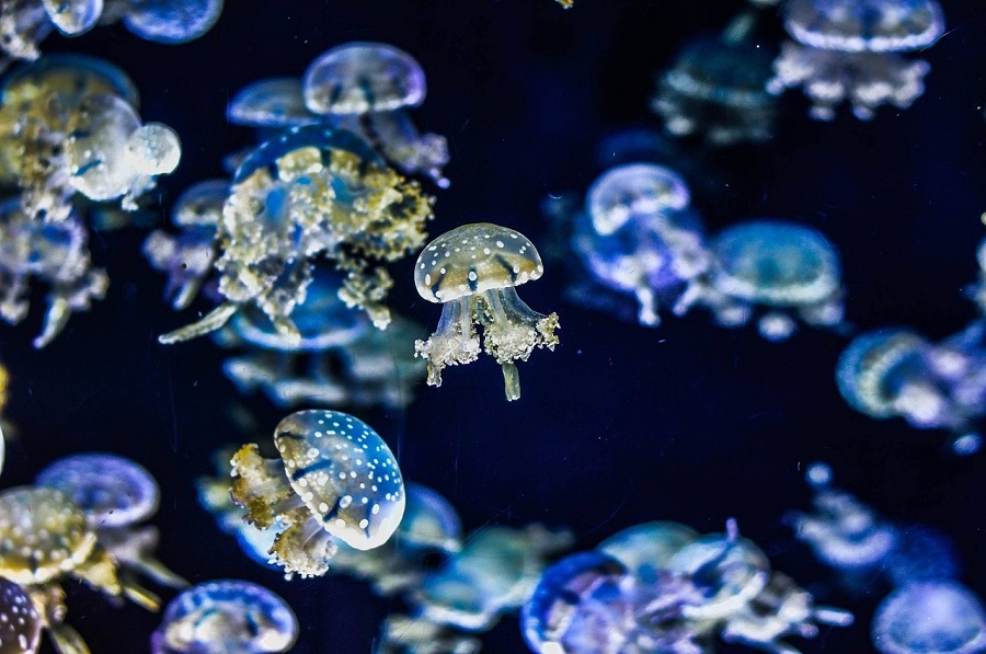 Puntura di medusa? Cosa fare in questi casi